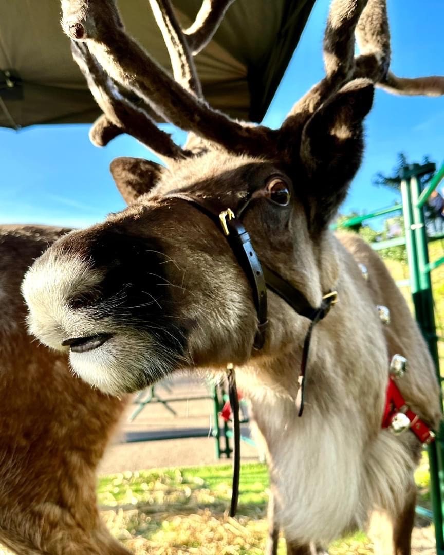 Xmas Reindeer